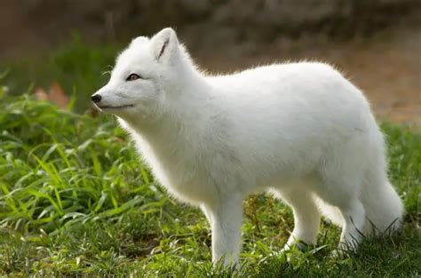 ᐅ Arctic Fox Food Chain | Understanding Their Role