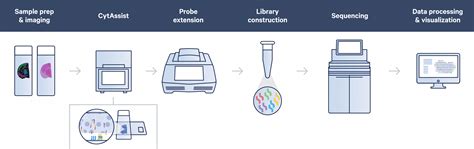 10X Visium Digital Spatial Gene Expression Biochain Institute Inc