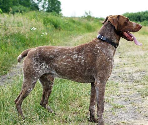 German Shorthaired Pointer Tails Facts Zooawesome