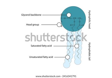 Hydrophobic Tails Photos and Images | Shutterstock