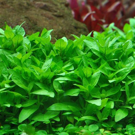 Staurogyne Repens In Vitro XL Aquasabi Aquascaping Shop