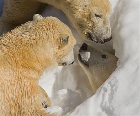 Polar bear | San Diego Zoo Wildlife Explorers