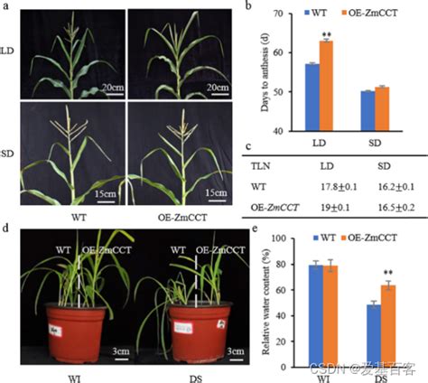 BMC Plant BiolDAP seq和RNA seq揭示转录因子ZmCCT调节玉米光周期依赖性开花和胁迫响应 转录因子能同时具有转录