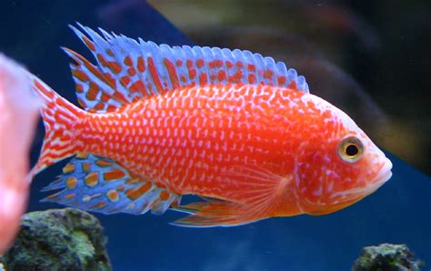 Albino Dragon Blood Cichlid