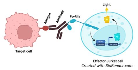 ADCP Bioassay Effector Cell FcγRIIa H Variant NFAT Luciferase