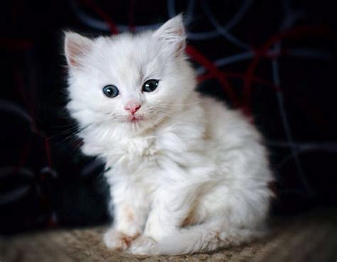 48+ Fluffy White Kitten Pics - Furry Kittens