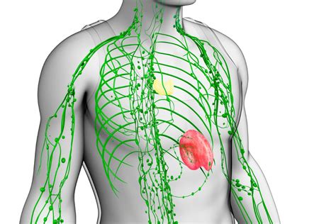 Limfa Ch Onka Funkcje I Choroby Uk Adu Limfatycznego