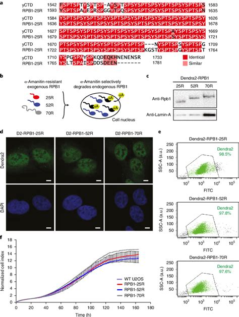 Human Dendra2 Rpb1 Cell Lines For Imaging Ctd Dependent Pol Ii