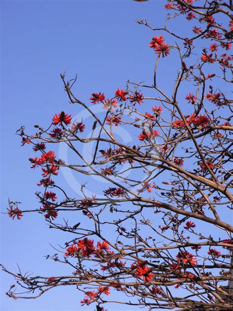 Erythrina Sykesii Coral Tree Information And Photos