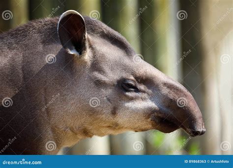 South American Tapir Tapirus Terrestris Stock Image Image Of