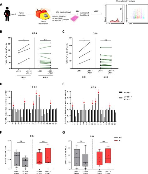 Double Blockade Of Pd L1 And Tigit Restores Tumor Infiltrating Download Scientific Diagram