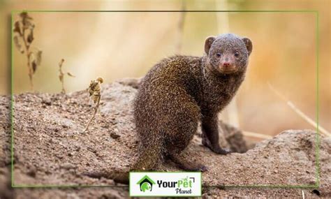 The Pet Mongoose A Detailed Guide To Pros Cons And Care