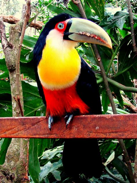 Tucano Do Bico Verde O Tucano De Bico Verde Ramphastos Di Flickr