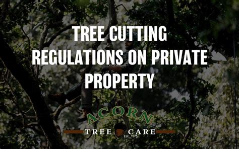 Does Cutting Down Trees Increase Property Value?