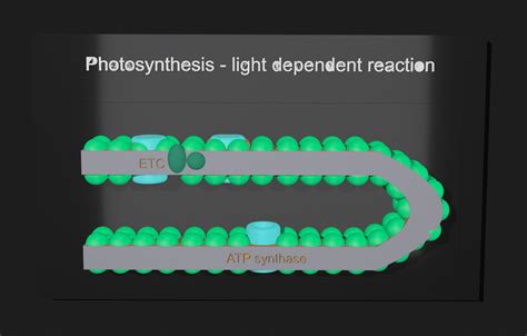 Photosynthesis Model by HAR1102 | Download free STL model | Printables.com