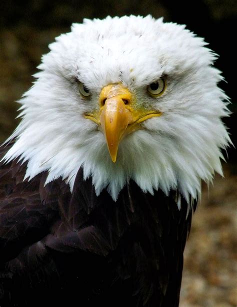 Bald Eagle Portrait By Ajkent On Deviantart