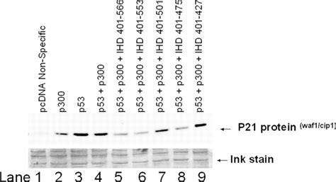 The N Terminal Interferon Binding Domain Ibid Homology Domain Of P