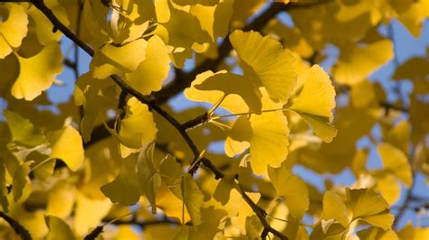 Ginkgo Trees Could Be The Reason Your Neighborhood Smells Bad Fox 5 Dc