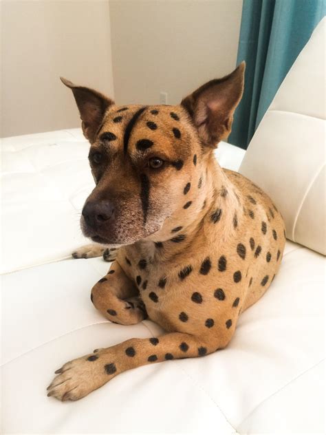 My Friends Dog Went As A Cheetah This Halloween Raww