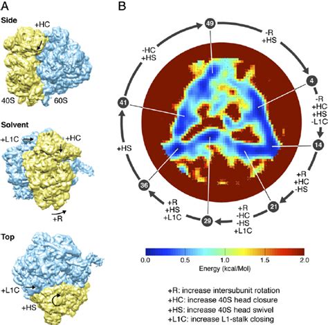 A Three Views Of A Cryo Em Map Of The S Ribosome From Yeast