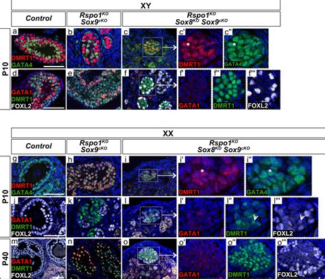 Figures And Data In Sox8 And Sox9 Act Redundantly For Ovarian To