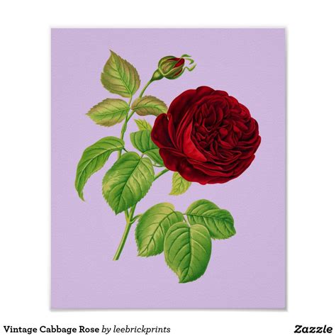 Vintage Cabbage Rose Poster Rose Design, Design Art, Colorado Wall Art, Napkin Rose, Light ...