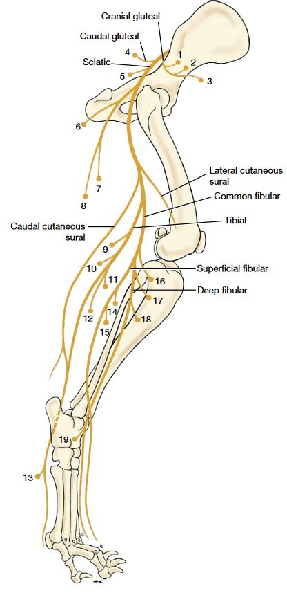 Distribution Of Cranial And Caudal Gluteal Nerve And Sciatic Nerve