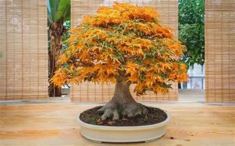 The Most Expensive Bonsai Trees And Why