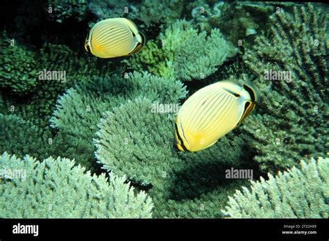 Butterfly fish feed in the waters of Johnston Atoll National Wildlife ...