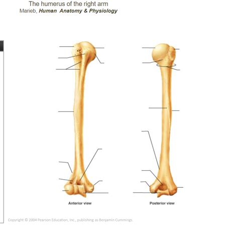 Humerus Bone Labeled Vector Illustration Diagram Stock Off