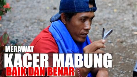 CARA MERAWAT BURUNG KACER YANG LAGI MABUNG DENGAN BAIK DAN BENAR YouTube