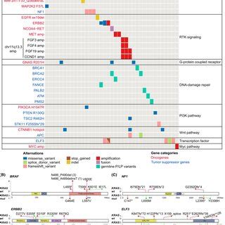 Alternative Driver Mutations In Kras Wildtype Pdac Cases A Oncoplot