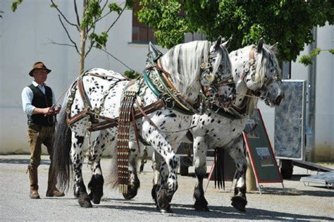 Noriker Horse Info, Origin, History, Pictures