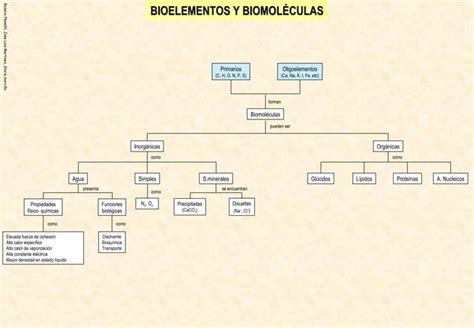 Esquemas Bioelementos Y Biomoleculas Ppt