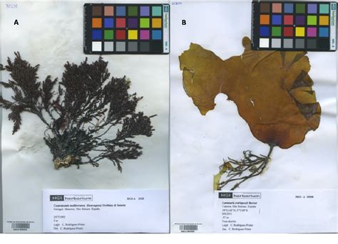 Figure 2 From Phycological Herbaria As A Useful Tool To Monitor Long