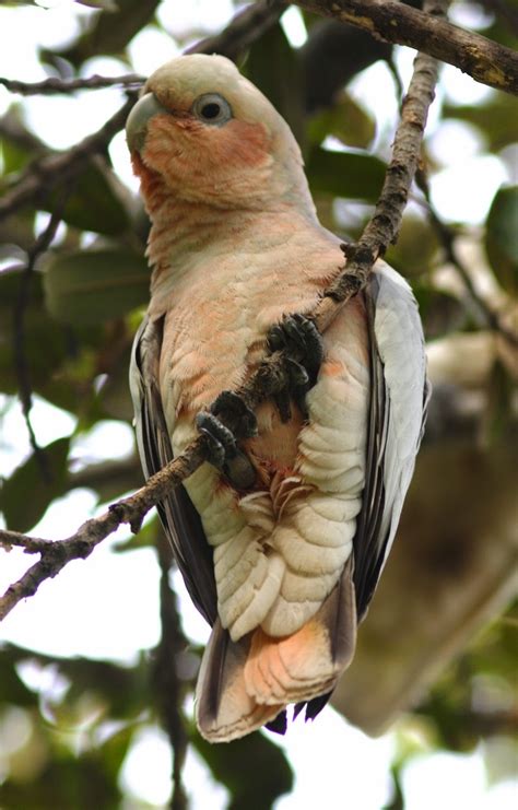 Bird Hybrids Galah X Little Corella