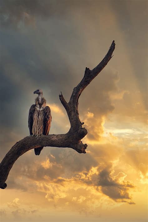 Vulture Predator Bird Feathers Sky Hd Phone Wallpaper Peakpx