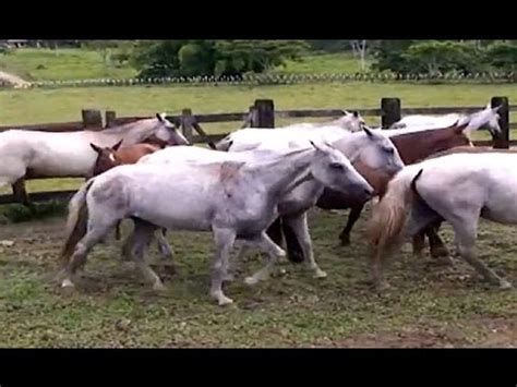 Hist Ria Do Cavalo No Rio Grande Do Sul Quais Ra As Existem Mundo