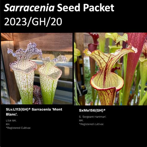 2023 GH 20 Sarracenia Seeds Mysite