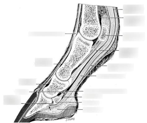 Horse Fetlock Anatomy Diagram | Quizlet