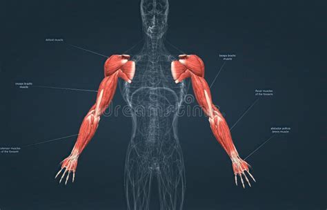 Male The Pectoralis Major Latissimus Dorsi Deltoid And Rotator Cuff