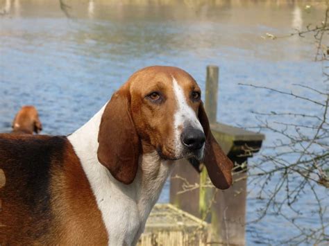 Anglo French Hound Medium Size Breed Info And Care