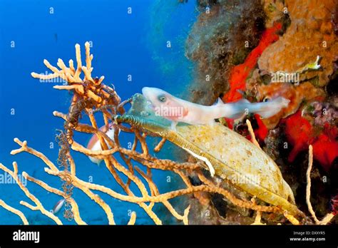 Catshark eggs hi-res stock photography and images - Alamy