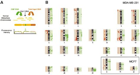 Comparative Genomic Hybridization Of MBD Immunoprecipitated DNAs In