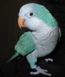 Wally The Blue Quaker Parrot On My Shoulder 1 Of 3 Pet Birds Cute