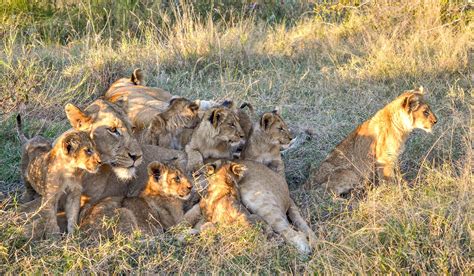 Balule Reserve Safaris With Africa Travel Resource