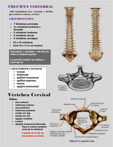 COLUMNA VERTEBRAL Osteologia Ramdalls C E UDocz