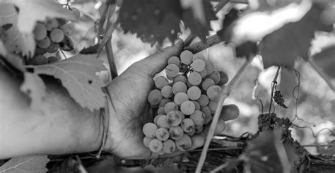 Territorio Giovanni Valentini Vini d alta qualità della Maremma Toscana