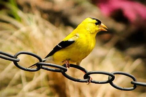 20 Interesting Facts About American Goldfinches Bird Feeder Hub