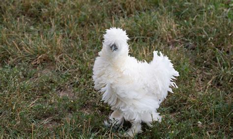 Colores Raros Y Variedades De Pollo Silkie Con Fotos Criar Gallinas